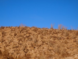 anza-borrego