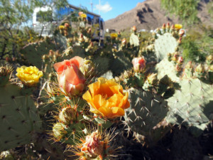 oliver lee state park