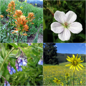 Crested Butte Wildflowers