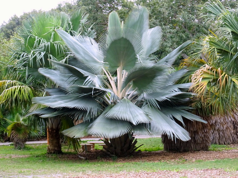 Wax Palm 