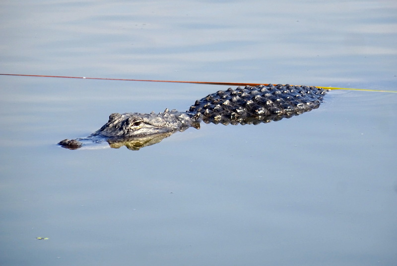 Everglades National Park