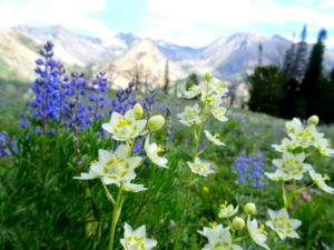 Pioneer Cabin Trail, Idaho