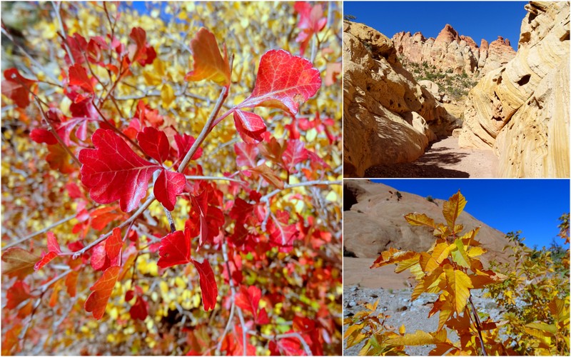 Upper Muley Twist Canyon Trail