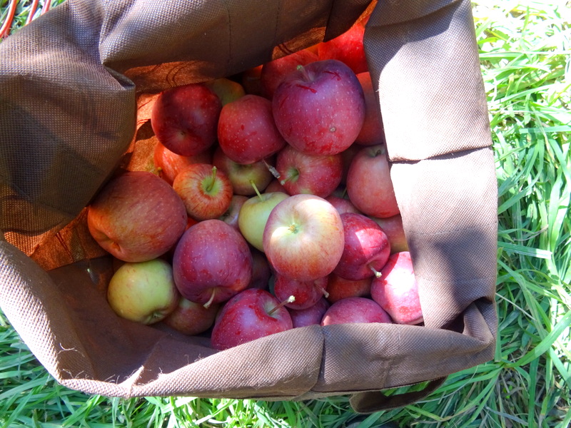 Apple Picking in Capitol Reef National Park