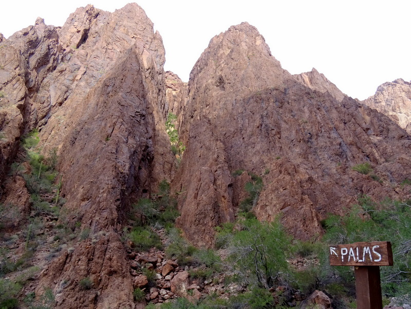 Palm Canyon, Kofa